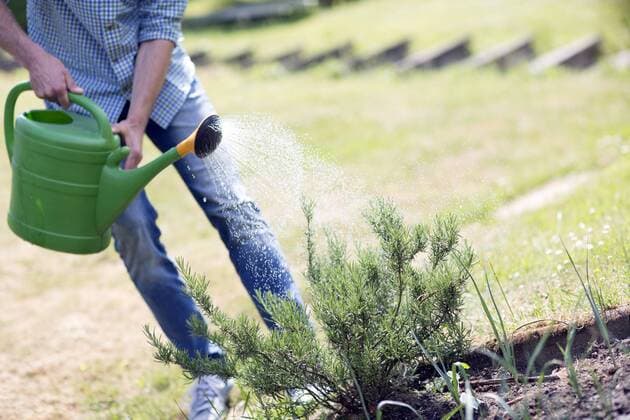 Mann giesst Rosmarin, Deutschland man watering rosemary, Germany BLWS482918 Copyright: xblickwinkel R.xSchoenenbergx