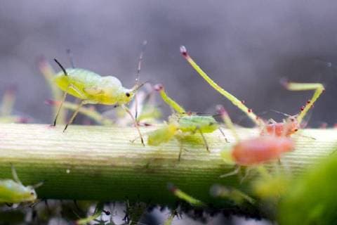 Pflanzenläuse Blattläuse auf Rosen und Rosenbüscher. Die Aphidoidea gehören zu den (Sternorrhyncha). Stuttgart Baden-Württemberg Deutschland *** Plant lice Aphids on roses and rose bushes The Aphidoidea belong to the Sternorrhyncha Stuttgart Baden-Württemberg Germany