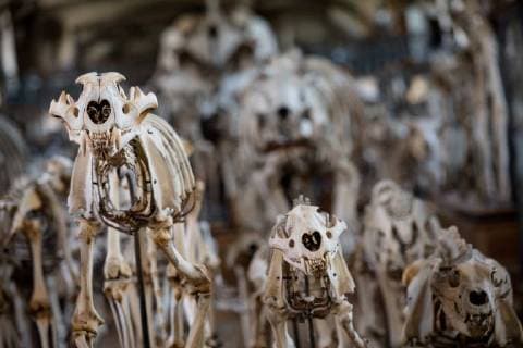 Paris: Paläontologische Abteilung im Naturhistorischen Museum Illustration of the Gallery of Paleontology and Comparative Anatomy of the National Museum of Natural History. in Paris, June 2nd, 2018. -- --.  Copyright: xAurelienxMorissardx