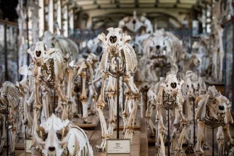 Paris: Paläontologische Abteilung im Naturhistorischen Museum Illustration of the Gallery of Paleontology and Comparative Anatomy of the National Museum of Natural History. in Paris, June 2nd, 2018. -- --.  Copyright: xAurelienxMorissardx