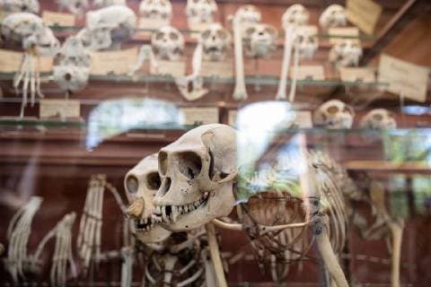 Paris: Paläontologische Abteilung im Naturhistorischen Museum Illustration of the Gallery of Paleontology and Comparative Anatomy of the National Museum of Natural History. in Paris, June 2nd, 2018. -- --.  Copyright: xAurelienxMorissardx
