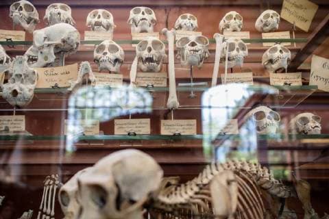 Paris: Paläontologische Abteilung im Naturhistorischen Museum Illustration of the Gallery of Paleontology and Comparative Anatomy of the National Museum of Natural History. in Paris, June 2nd, 2018. -- --.  Copyright: xAurelienxMorissardx