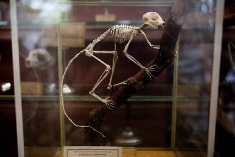 Paris: Paläontologische Abteilung im Naturhistorischen Museum Illustration of the Gallery of Paleontology and Comparative Anatomy of the National Museum of Natural History. in Paris, June 2nd, 2018. -- --.  Copyright: xAurelienxMorissardx