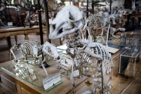 Paris: Paläontologische Abteilung im Naturhistorischen Museum Illustration of the Gallery of Paleontology and Comparative Anatomy of the National Museum of Natural History. in Paris, June 2nd, 2018. -- --.  Copyright: xAurelienxMorissardx
