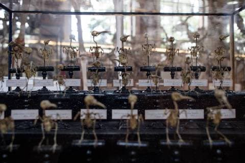 Paris: Paläontologische Abteilung im Naturhistorischen Museum Illustration of the Gallery of Paleontology and Comparative Anatomy of the National Museum of Natural History. in Paris, June 2nd, 2018. -- --.  Copyright: xAurelienxMorissardx