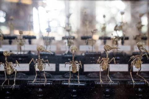 Paris: Paläontologische Abteilung im Naturhistorischen Museum Illustration of the Gallery of Paleontology and Comparative Anatomy of the National Museum of Natural History. in Paris, June 2nd, 2018. -- --.  Copyright: xAurelienxMorissardx