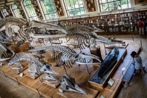 Paris: Paläontologische Abteilung im Naturhistorischen Museum Illustration of the Gallery of Paleontology and Comparative Anatomy of the National Museum of Natural History. in Paris, June 2nd, 2018. -- --.  Copyright: xAurelienxMorissardx