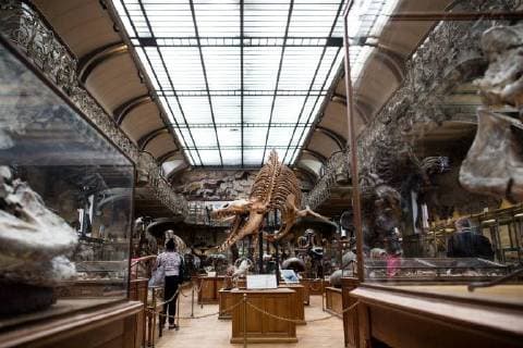 Paris: Paläontologische Abteilung im Naturhistorischen Museum Illustration of the Gallery of Paleontology and Comparative Anatomy of the National Museum of Natural History. in Paris, June 2nd, 2018. -- --.  Copyright: xAurelienxMorissardx