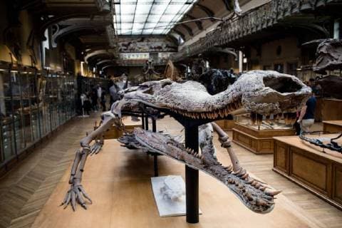 Paris: Paläontologische Abteilung im Naturhistorischen Museum Illustration of the Gallery of Paleontology and Comparative Anatomy of the National Museum of Natural History. in Paris, June 2nd, 2018. -- --.  Copyright: xAurelienxMorissardx