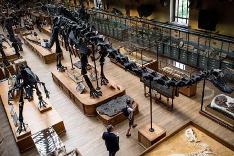 Paris: Paläontologische Abteilung im Naturhistorischen Museum Illustration of the Gallery of Paleontology and Comparative Anatomy of the National Museum of Natural History. in Paris, June 2nd, 2018. -- --.  Copyright: xAurelienxMorissardx