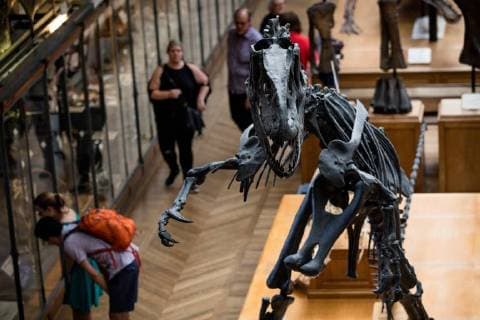 Paris: Paläontologische Abteilung im Naturhistorischen Museum Illustration of the Gallery of Paleontology and Comparative Anatomy of the National Museum of Natural History. in Paris, June 2nd, 2018. -- --.  Copyright: xAurelienxMorissardx
