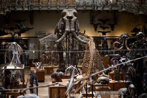 Paris: Paläontologische Abteilung im Naturhistorischen Museum Illustration of the Gallery of Paleontology and Comparative Anatomy of the National Museum of Natural History. in Paris, June 2nd, 2018. -- --.  Copyright: xAurelienxMorissardx