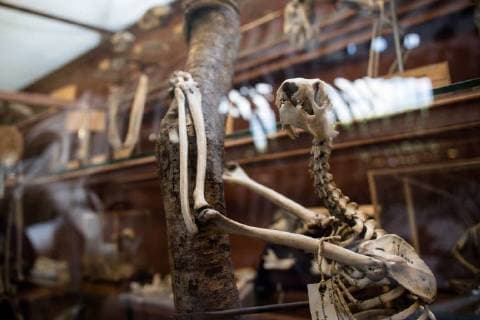 Paris: Paläontologische Abteilung im Naturhistorischen Museum Illustration of the Gallery of Paleontology and Comparative Anatomy of the National Museum of Natural History. in Paris, June 2nd, 2018. -- --.  Copyright: xAurelienxMorissardx