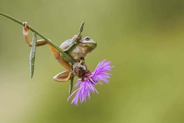 Europaeischer Laubfrosch (Hyla arborea), klettert auf einer Wiesen-Flockenblume, Niederlande European treefrog, common treefrog, Central European treefrog (Hyla arborea), climbing on a knapweed, Netherlands BLWS483660 Copyright: xblickwinkel T.xWillx