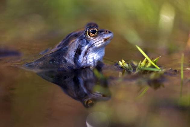 Moorfrosch, Moor-Frosch (Rana arvalis), Maennchen im Wasser, Niederlande moor frog (Rana arvalis), male in water, Netherlands BLWS483680 Copyright: xblickwinkel T.xWillx