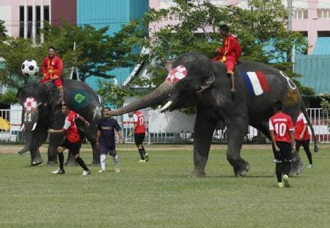 Thailand: World Cup elephant Elephants play soccer with Thai students at a school in Thailand s Ayutthaya province. The match was held as part of a campaign to promote the 2018 World Cup and also to discourage gambling during the competition. Ayutthaya Thailand  ChaiwatxSubprasom