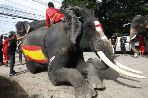 Thailand: World Cup elephant Elephants play soccer with Thai students at a school in Thailand s Ayutthaya province. The match was held as part of a campaign to promote the 2018 World Cup and also to discourage gambling during the competition. Ayutthaya Thailand  ChaiwatxSubprasom
