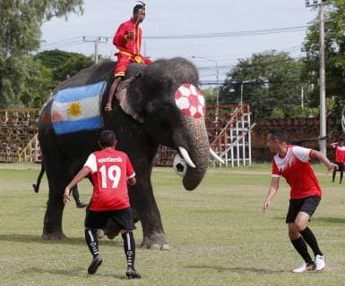 Thailand: World Cup elephant Elephants play soccer with Thai students at a school in Thailand s Ayutthaya province. The match was held as part of a campaign to promote the 2018 World Cup and also to discourage gambling during the competition. Ayutthaya Thailand  ChaiwatxSubprasom