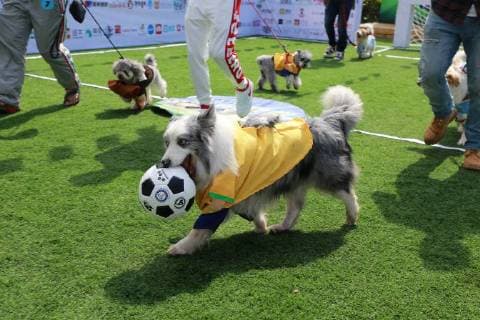 June 13, 2018 - Beijin, Beijin, China - Beijing, CHINA-13th June 2018: Dogs attend a special World Cup football game in Beijing, China, June 13th, 2018. Beijin China  - ZUMAs145 20180613_zaa_s145_112 Copyright: xLiaoxBaojunx