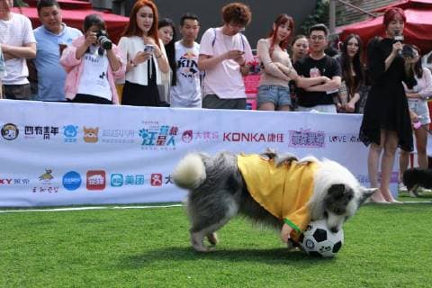 June 13, 2018 - Beijin, Beijin, China - Beijing, CHINA-13th June 2018: Dogs attend a special World Cup football game in Beijing, China, June 13th, 2018. Beijin China  - ZUMAs145 20180613_zaa_s145_114 Copyright: xLiaoxBaojunx