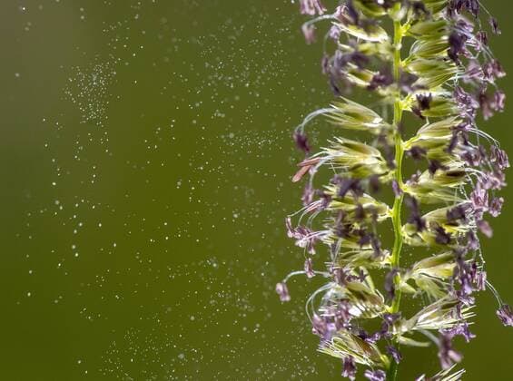 June 13, 2018 - Roseburg, Oregon, U.S - Pollen grains shake from the tops of grass growing in a pasture near Roseburg in western Oregon. According to the Oregon Allergy Associates the grass pollen count has skyrocketed back into the very high category in the area after recent rains. Roseburg U.S. - ZUMAl31_ 20180613_zaf_l31_505 Copyright: xRobinxLoznakx