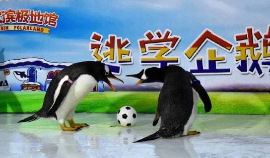 (180614) -- HARBIN, June 14, 2018 -- Penguins play football at the Harbin Polarland in Harbin, capital of northeast China s Heilongjiang Province, June 14, 2018. ) (wsw) CHINA-HEILONGJIANG-PENGUINS-FOOTBALL GAME (CN) CaoxJiyang 