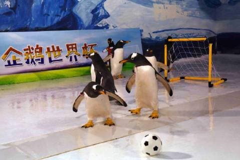 Entertainment Bilder des Tages (180614) -- HARBIN, June 14, 2018 -- Penguins play football at the Harbin Polarland in Harbin, capital of northeast China s Heilongjiang Province, June 14, 2018. ) (wsw) CHINA-HEILONGJIANG-PENGUINS-FOOTBALL GAME (CN) CaoxJiyang 