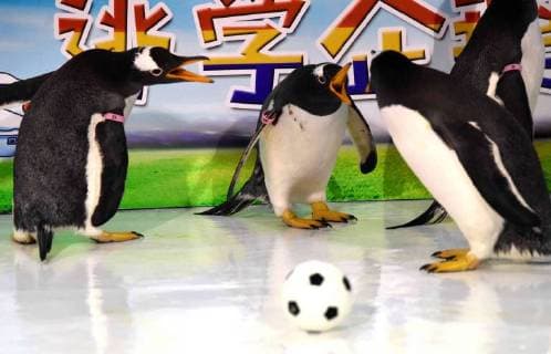 (180614) -- HARBIN, June 14, 2018 -- Penguins play football at the Harbin Polarland in Harbin, capital of northeast China s Heilongjiang Province, June 14, 2018. ) (wsw) CHINA-HEILONGJIANG-PENGUINS-FOOTBALL GAME (CN) CaoxJiyang 