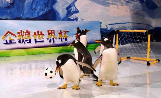 (180614) -- HARBIN, June 14, 2018 -- Penguins play football at the Harbin Polarland in Harbin, capital of northeast China s Heilongjiang Province, June 14, 2018. ) (wsw) CHINA-HEILONGJIANG-PENGUINS-FOOTBALL GAME (CN) CaoxJiyang 