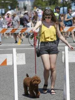 (180618) -- VANCOUVER, June 18, 2018 -- A woman walks her dog on the closed street during the Car Free Day event in Vancouver, Canada, June 17, 2018. The Car Free Day is an annual event to promote low carbon lifestyle and community engagement. More than 20 blocks of streets were closed from vehicle traffic that attracted people to enjoy different activities. )(gj) CANADA-VANCOUVER-CAR FREE DAY LiangxSen 