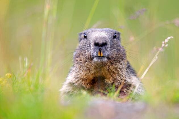 Alpenmurmeltier, Alpen-Murmeltier (Marmota marmota), auf einer Wiese, Portraet, Schweiz alpine marmot (Marmota marmota), in a meadow, portrait, Switzerland BLWS484312 Copyright: xblickwinkel T.xWillx