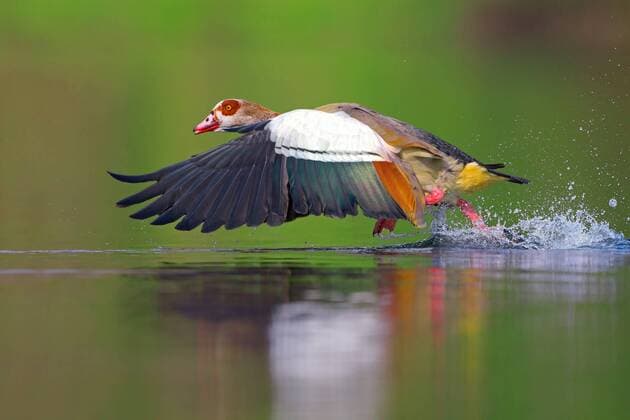Nilgans, Nil-Gans (Alopochen aegyptiacus), vom Wasser startende Nilgans, Deutschland, NRW Egyptian goose (Alopochen aegyptiacus), starting from water, Germany, North Rhine-Westphalia BLWS484632 Copyright: xblickwinkel T.xWillx
