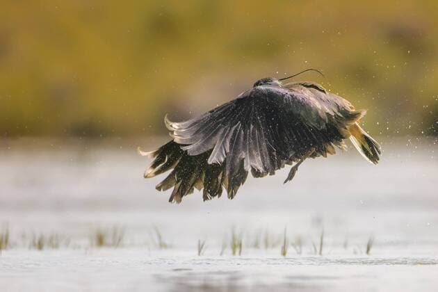 Kiebitz (Vanellus vanellus), startet vom Wasser aus, Niederlande, Friesland northern lapwing (Vanellus vanellus), starting from water, Netherlands, Frisia BLWS484902 Copyright: xblickwinkel T.xWillx