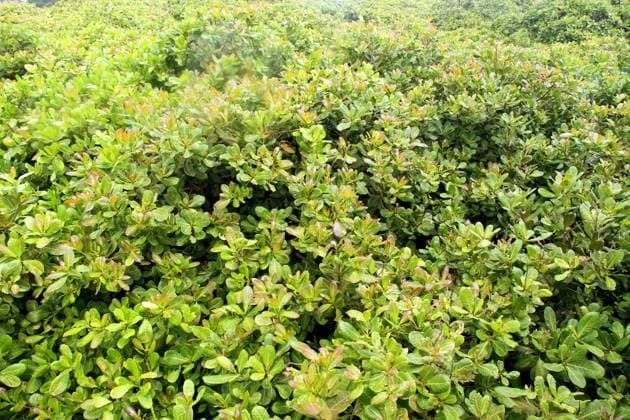 The biggest cashew tree, Pirangi do Norte, Rio Grande do Norte, Brazil  xnoxmodelxreleasexandxnoxpropertyxreleasex