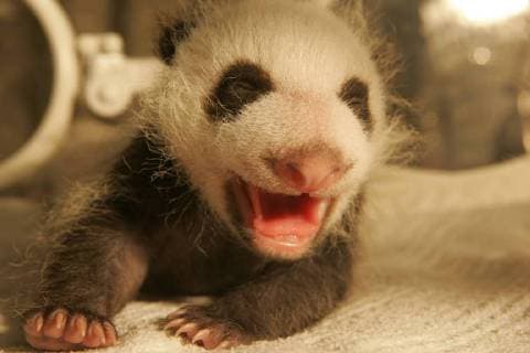 Entertainment Bilder des Tages June 26, 2018 - Chengdu, Chengdu, China - Chengdu, CHINA-26th June 2018: Cute baby panda at Chengdu Research Base of Giant Panda Breeding in Chengdu, southwest China s Sichuan Province. Chengdu China  - ZUMAs145 20180626_zaa_s145_093 Copyright: xZhangxZhihex