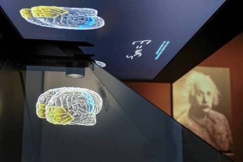 Histologischer Schnitt aus dem Gehirn von Albert Einstein, Leihgabe vom Muetter Museum Philadelphia (USA), in der Sonderausstellung Das Gehirn - Intelligenz, Bewusstsein, Gefuehl im LWL-Museum für Naturkunde, Muenster, 26.06.18. Das LWL-Naturkundemuseum in Muenster erkundet ab Freitag (29.06.18) in einer grossen Themenschau die anatomische Vielfalt und Leistungskraft des Gehirns. Auf einer Ausstellungsflaeche von 1.200 Quadratmetern werden 770 Objekte gezeigt. Unterteilt in 13 Themenbereiche sollen die Exponate Aufschluss geben ueber das komplexe Organ, das Handlungen bestimmt, die Persoenlichkeit formt und fuer die Gefuehle verantwortlich ist. Wertvollstes Exponat sind zwei Scheiben aus dem Gehirn von Albert Einstein (1879-1955). Der US-Pathologe Thomas Harvey hatte nach dem Tod des Nobelpreistraegers und Begruenders der Relativitaets Copyright: epd-bild FriedrichxStark EDITORIAL USE ONLY