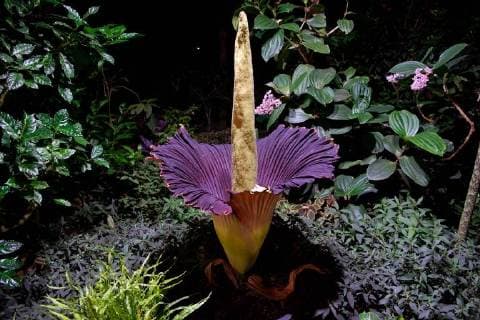 News Bilder des Tages Titanwurz erblüht Die Blüte einer Titanwurz blüht alle sieben Jahre für eine Nacht, so heute Abend gegen 22.00 Uhr im Stuttgarter zoologischen Garten Wilhelma. Die außergewöhnliche Pflanze hat für eine Nacht ihren riesigen Blütenstand geöffnet. Wenn dieser Sonderling von der indonesischen Insel Sumatra zirka alle sieben Jahre einmal blüht, dann nur für eine Nacht. Die Amorphophallus titanum stinkt dabei erbärmlich und heizt sich auf rund 38 Grad auf. So täuscht die pfiffige Pflanze vor, ein verwesender Kadaver zu sein. Ihr Ziel ist, Insekten anzuziehen, die für sie die Bestäubung übernehmen. Lassen sich die Tiere täuschen und legen ihre Eier dort ab, ist deren Nachwuchs verloren. Denn die schlüpfenden Larven werden verhungern. Als Pflanze, die ihre Bestäuber nicht belohnt, zählt man die Titanwurz zu den Täuschblumen. Stuttgart Baden-Württ