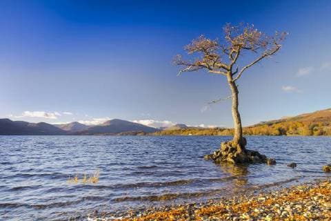 Lone tree, Milarrochy Bay, Loch Lomond, Scotland, United Kingdom, Europe Copyright: JohnxGuidi 1237-178