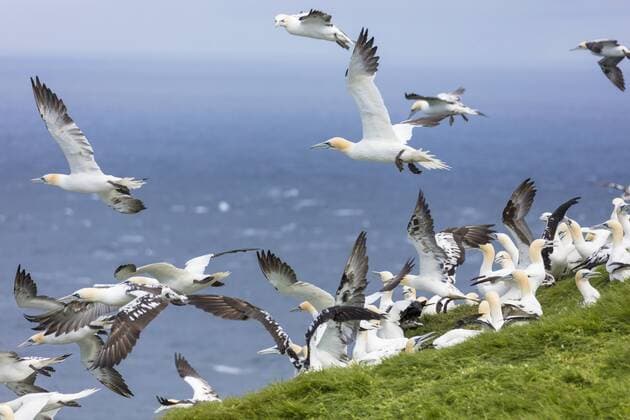 Gannet seabirds, Mykines Island, Faroe Islands, Denmark, Europe Copyright: RobertoxMoiola 1179-3098