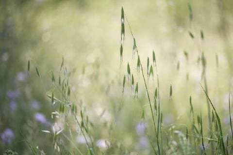 IMAGO Nature: Unsere Erde, Klimawandel, Ernährung, Pflanzen der Zukunft, Hafer Hafer (Avena) und Samtgras (Lagurus ovatus), Ile Rousse, Korsika, Frankreich, Europa *** Oats Avena and velvet grass Lagurus ovatus Ile Rousse Corsica France Europe Copyright: imageBROKER/ErhardxNerger ibxenh04702619.jpg
