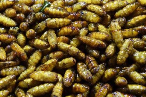 frittierte Raupenpuppen, Chillva Markt, Phuket, Thailand mcpins