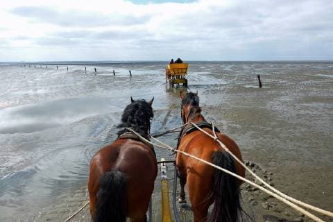 Pferdebespannte Wattwagen auf dem Weg von der Nordseeinsel Neuwerk nach Cuxhaven-Sahlenburg. *** Horse drawn Watt wagon on the way from the North Sea island Neuwerk to Cuxhaven Sahlenburg