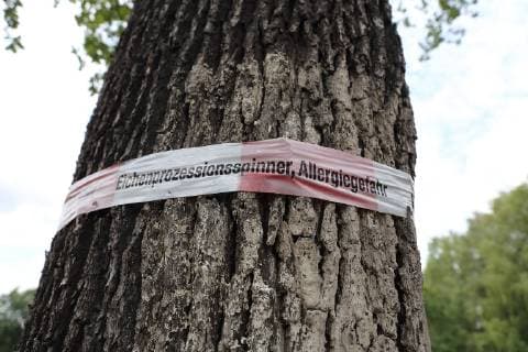 Ein Warnband Eichenprozessionsspinner Allergiegefahr an einer Eiche bei Potsdam, 11. Juli 2018. Eichenprozessionsspinner *** A warning band Oak Processionary Spinner Allergy Hazard on an Oak Tree near Potsdam 11th July 2018 Oak Processionary Moth