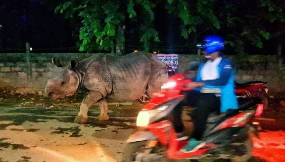 Entertainment Themen der Woche Entertainment Bilder des Tages (180712) -- CHITWAN, July 12, 2018 -- A one-horned rhino walks on the street of Sauraha, a tourism hub in southwest Nepal s Chitwan district, on July 11, 2018. ) (lrz) NEPAL-CHITWAN-SAURAHA-RHINO SunilxSharma 