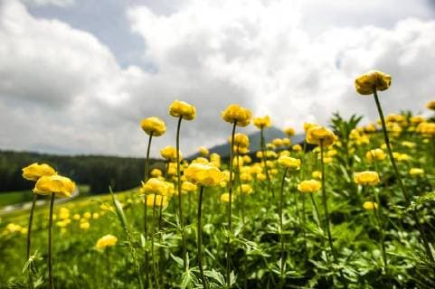 Aufgehende Blüten der Sumpfdotterblumen (Caltha palustris) auf einer Bergwiese am Fusse des Monte Bondone, Trentino, Italien. Sumpfdotterblumen auf einer Wiese *** Rising blossoms of marsh marigolds Caltha palustris on a mountain meadow at the foot of Monte Bondone Trentino Italy. Marsh marigolds on a meadow