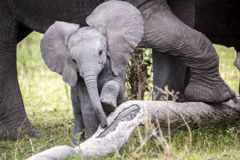 Front view of African elephant (Loxodonta africana) calf, Masai Mara National Reserve, Kenya, Masa Mara National Park NA Kenya CUJU001081 Copyright: JuliaxCumes CUJU001081
