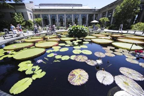 (180718) -- PENNSYLVANIA, July 18, 2018 -- Tourists enjoy themselves at Longwood Gardens in Chester County in Pennsylvania, the United States, July 9, 2018. While U.S. President Donald Trump sees an economic enemy in China, the northeastern U.S. county of Chester in Pennylvania sees an economic partner. TO GO WITH Feature: U.S. partnerships with China mushroom despite trade frictions ) (zcc) U.S.-PENNSYLVANIA-CHESTER COUNTY-CHINA-TRADE WangxYing 