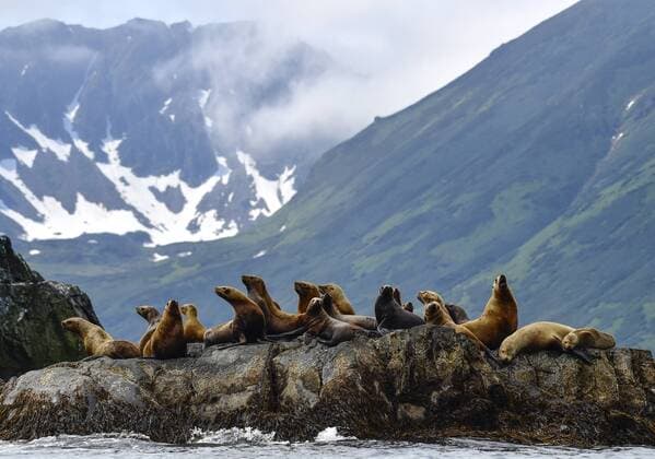 KAMCHATKA TERRITORY, RUSSIA - JULY 15, 2018: Steller sea lions haul out in the Zheleznaya Bay on the southeastern coast of the Kamchatka Peninsula. The marine mammal is described as near threatened on the IUCN Red List of Threatened Species. Yuri Smityuk TASS  TS08A741