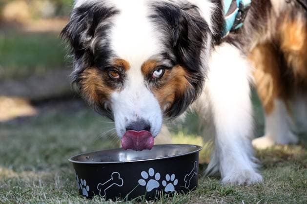 Sommer im Siegerland, ein heisser Sommertag neigt sich dem Ende, ein Hund (Australian Shepherd) trinkt Wasser im Garten aus seinem Wassernapf Sommer im Siegerland am 24.07.2018 in Siegen Deutschland. *** Summer in the Siegerland a hot summer day is coming to an end Dog Australian Shepherd drinks water in the garden from his water bowl summer in Siegerland on 24 07 2018 in Siegen Germany
