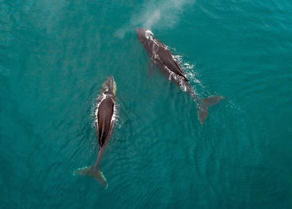 KAMCHATKA TERRITORY, RUSSIA - JULY 11, 2018: Humpback whales in Avacha Bay off Kamchatka Peninsula on Russia s Pacific coast. Yuri Smityuk TASS  TS08A9D0
